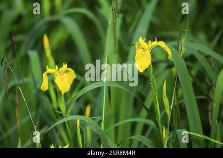 Drapeau jaune (Iris pseudacorus), iris jaune, ou drapeau d'eau fleurissant au bord d'un petit lac, Bavière, Allemagne, Europe Banque D'Images