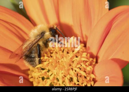 Abeille cardée commune (Bombus pascuorum) insecte adulte se nourrissant d'une fleur de tournesol mexicain (Tithonia spp) dans un jardin urbain en été, Angleterre, Royaume-Uni Banque D'Images