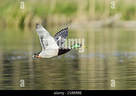 Mallard (Anas platyrhynchos), drake en vol, Suisse, Europe Banque D'Images
