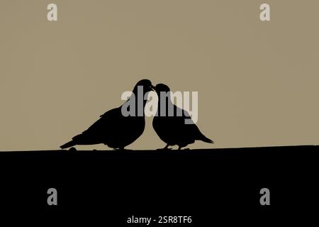 Silhouette de pigeon de bois (Columba palumbus) de deux oiseaux adultes lors de leur exposition de cour sur un toit au coucher du soleil, Angleterre, Royaume-Uni, Europe Banque D'Images
