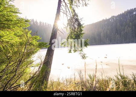 Le soleil brille à travers les arbres sur un lac gelé entouré d'une forêt dense, Glaswaldsee, Bad Rippoldsau-Schapbach, Wolfach district, Forêt Noire, GE Banque D'Images