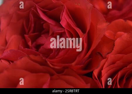 Un beau gros plan de roses rouges fraîchement cueillies, élégamment disposées dans une boîte de jute rustique. Cette image captivante capture la beauté naturelle du R Banque D'Images