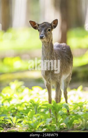 Faon de cerf en jachère (Dama dama), dans une forêt, Bavière, Allemagne, Europe Banque D'Images