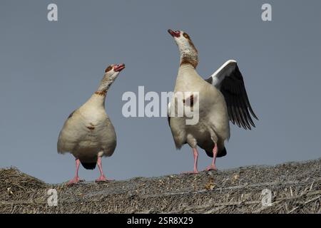 OIE égyptienne (Alopochen aegyptiaca) deux oiseaux adultes faisant appel sur le toit de chaume d'un bâtiment, Angleterre, Royaume-Uni, Europe Banque D'Images