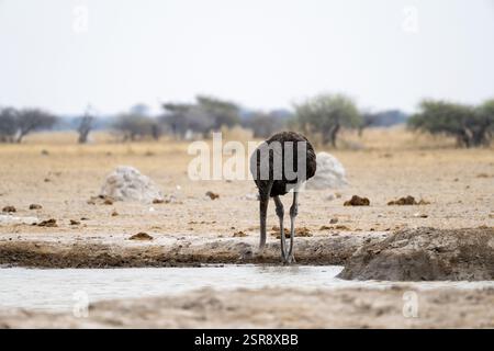 Autruche commune (Struthio camelus), femelle adulte, buvant dans un point d'eau, parc national de Nxai Pan, Botswana, Afrique Banque D'Images