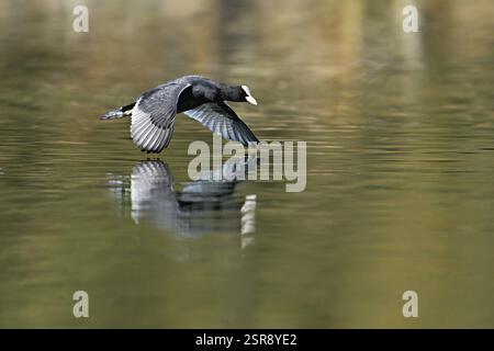 Eurasian Coot (Fulica atra), oiseau adulte volant au-dessus de l'eau, Flachsee, Canton Argovie, Suisse, Europe Banque D'Images