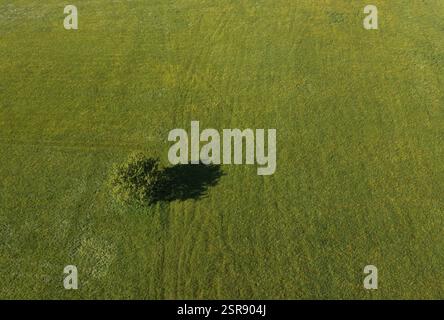 Drone image d'un seul arbre jetant l'ombre sur un pré vert, Innviertel, haute-Autriche, Autriche, Europe Banque D'Images