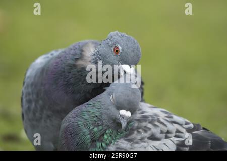 Pigeon sauvage (Columba Livia domestica) deux colombes adultes exécutant leur spectacle d'amour de cour, Angleterre, Royaume-Uni, Europe Banque D'Images