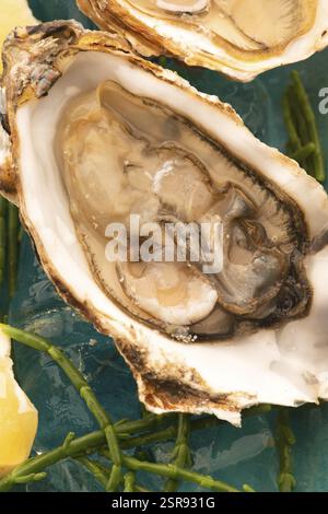 Huître fraîche avec Marsh Samphire Banque D'Images