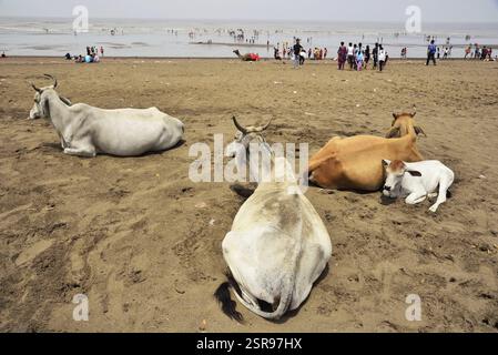 Vaches se reposant, Ubharat beach cité,, Gujarat, Inde, Asie Banque D'Images