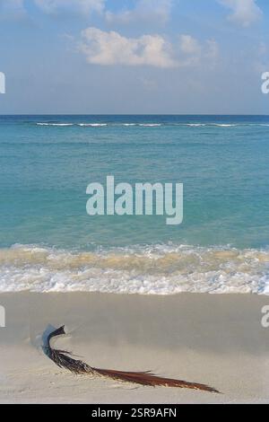 Palmier feuilles sèches sur plage, Lakshadweep, Inde, Asie Banque D'Images