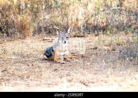 Chacal à dos noir (Canis mesomelus), également connu sous le nom de chacal à dos argenté Banque D'Images