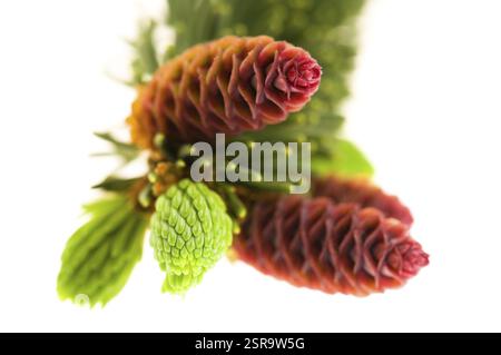 Branche de pin avec des cônes sur un fond blanc, pologne Banque D'Images