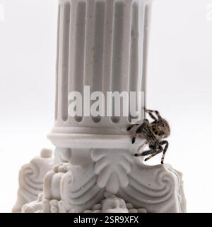 Photo macro d'une araignée sautante Regal (Phidippus regius) grimpant sur une colonne blanche décorative, soulignant ses détails fins et son agilité. Banque D'Images
