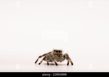 Plan macro d'une araignée sautante Regal (Phidippus regius) sur fond blanc, mettant en évidence ses caractéristiques détaillées et son expression curieuse. Banque D'Images