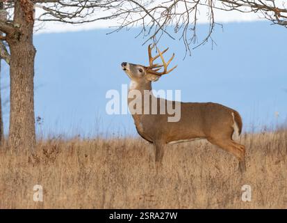 Buck à queue blanche (Odocoileus virginianus) mangeant des bourgeons d'une branche en surplomb Banque D'Images