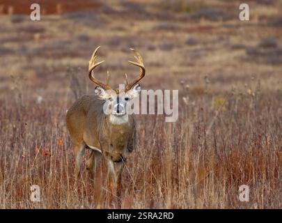 Buck à queue blanche (Odocoileus virginianus) Banque D'Images
