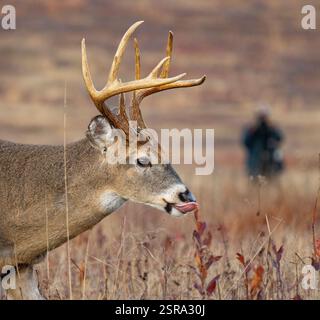 Buck à queue blanche (Odocoileus virginianus) Banque D'Images