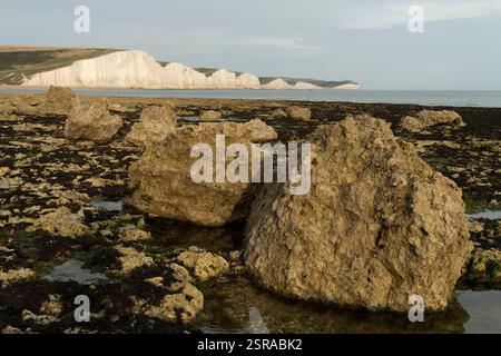 Seashore at Seven Sisters Cliffs, East Sussex, Royaume-Uni. Grands rochers à marée basse, avec les falaises de craie blanche emblématiques en arrière-plan. Banque D'Images