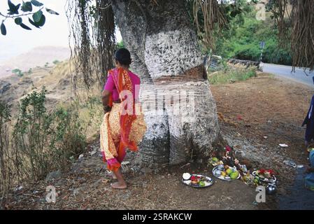 VAT savitri festival ou Vat Poornima, dame hindoue vénérant sacré arbre banyan tva, Mahabaleshwar, Maharashtra, Inde, Asie Banque D'Images