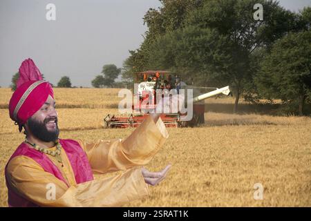 Homme Sikh pouring céréales moissonneuse-batteuse avec la récolte du blé dans le champ des cultures M.# 779B Banque D'Images