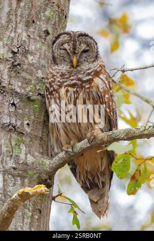 Chouette barrée du Nord (Strix Varia) Banque D'Images