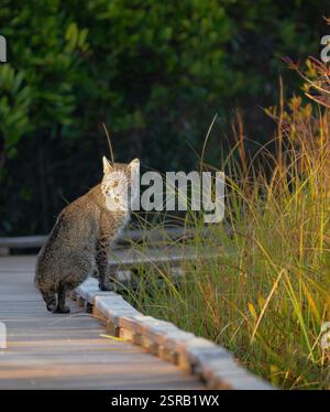 Bobcat (Lynx rufus) chassant depuis la promenade de la réserve naturelle nationale d'Okefenokee Banque D'Images