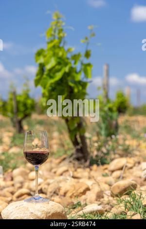 Vignoble typique avec des pierres près de Châteauneuf-du-Pape, Côtes du Rhône, France Banque D'Images