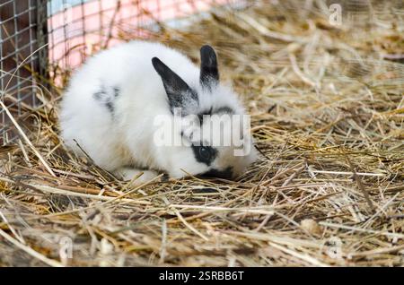 Petit lapin moelleux avec des marques noires repose sur la paille dans la cage. Un éclairage doux met en valeur la texture de la fourrure. L'ambiance calme et les tons chauds améliorent la sensation de confort Banque D'Images
