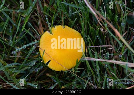 Hygrocybe chlorophana cultivant l'herbe en octobre 2024, Royaume-Uni Banque D'Images