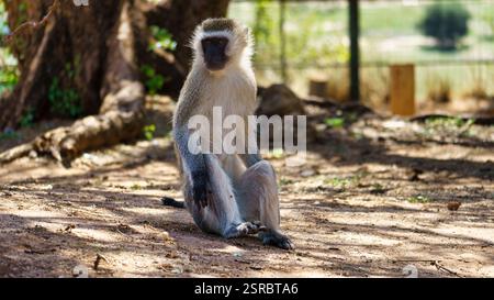 Un singe Vervet détendu assis confortablement au milieu de son habitat naturel dans la nature Banque D'Images