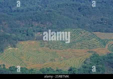 Jardin de thé, coorg, Karnataka, Inde Banque D'Images