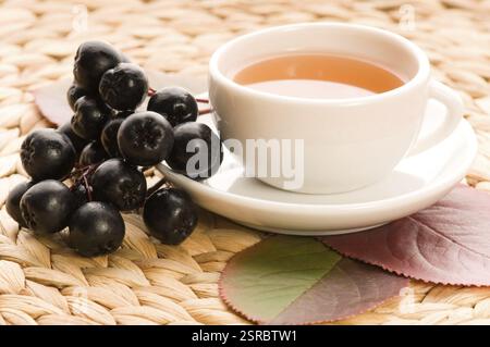 Thé noir chokeberry, pologne Banque D'Images