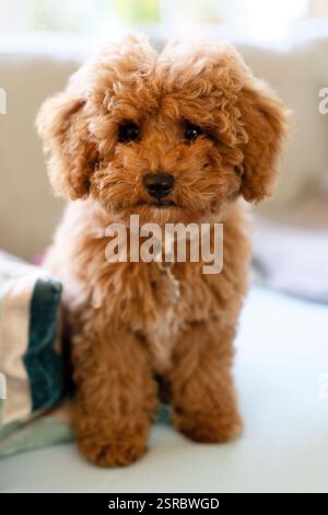 Chiot caniche jouet mignon avec cheveux bruns bouclés assis au repos Banque D'Images