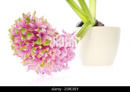 Jacinthe avec sol et système racinaire isolé sur le fond blanc Banque D'Images