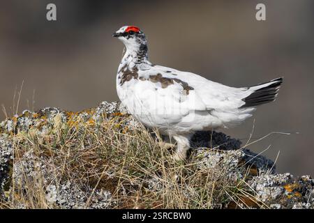 Rocher Ptarmigan (Lagopus muta islandorum), vue latérale d'un individu debout sur un rocher, région du Nord-est, Islande Banque D'Images
