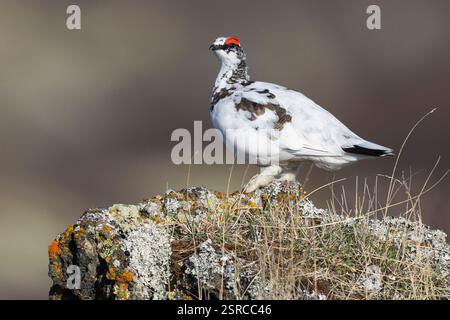 Rocher Ptarmigan (Lagopus muta islandorum), vue latérale d'un individu debout sur un rocher, région du Nord-est, Islande Banque D'Images