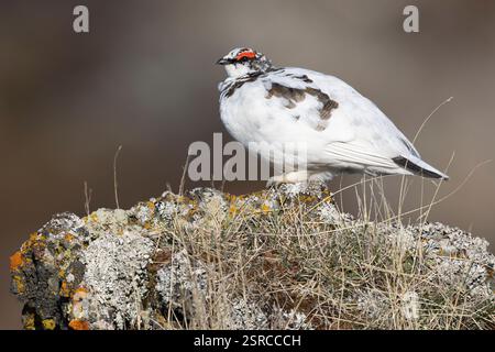 Rocher Ptarmigan (Lagopus muta islandorum), vue latérale d'un individu debout sur un rocher, région du Nord-est, Islande Banque D'Images