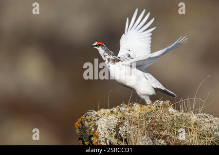 Rock Ptarmigan (Lagopus muta islandorum), vue latérale d'un individu au décollage, région du Nord-est, Islande Banque D'Images