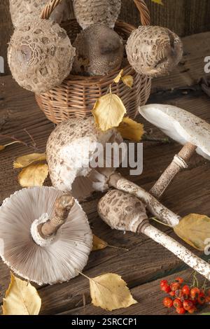 Coulemelle (Macrolepiota procera) Banque D'Images