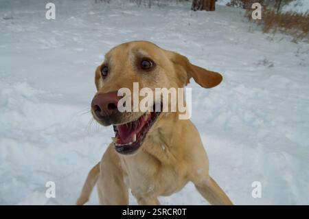 Un labrador jaune marchant dans la neige dans la campagne lors d'une belle journée d'hiver pendant un blizzard dans le sud-ouest du Colorado, Durango, États-Unis Banque D'Images