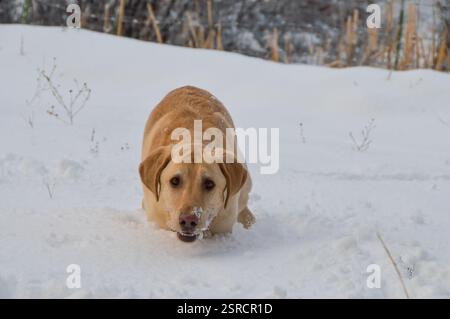 Un labrador jaune marchant dans la neige dans la campagne lors d'une belle journée d'hiver pendant un blizzard dans le sud-ouest du Colorado, Durango, États-Unis Banque D'Images