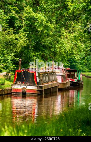 Charmants bateaux étroits amarrés le long d'un canal tranquille bordé d'une végétation luxuriante dans un cadre serein de campagne britannique Banque D'Images