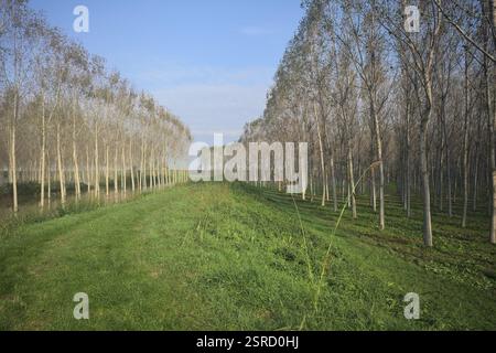 Sentier herbeux sur un remblai bordé de bosquets inondés dans la campagne italienne Banque D'Images