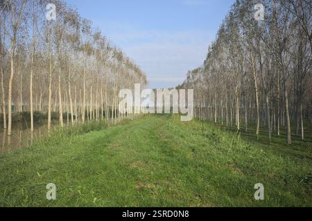Sentier herbeux sur un remblai bordé de bosquets inondés dans la campagne italienne Banque D'Images
