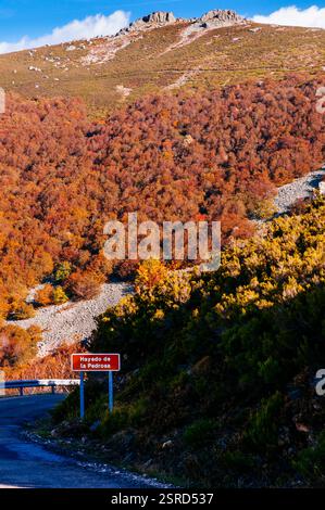 La Pedrosa Forêt de hêtres - Hayedo de la Pedrosa. Située sur le versant nord du massif du Ayllón, c’est l’une des forêts de hêtres les plus méridionales d’EUR Banque D'Images