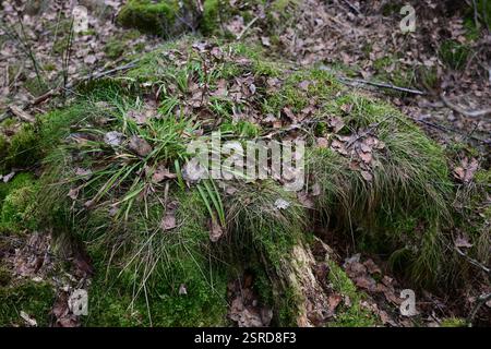 Örkelljunga, Skåne, Suède. 12 février 2025. Paysage forestier. Banque D'Images