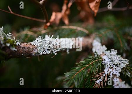 Örkelljunga, Skåne, Suède. 12 février 2025. Paysage forestier. Banque D'Images