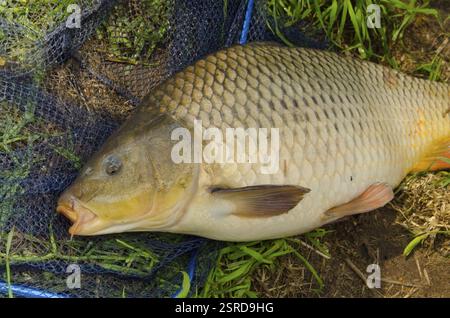 Carpe, poisson d'eau douce Banque D'Images