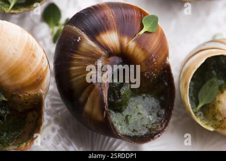 Plateau d'escargot, délicieux plats français Banque D'Images